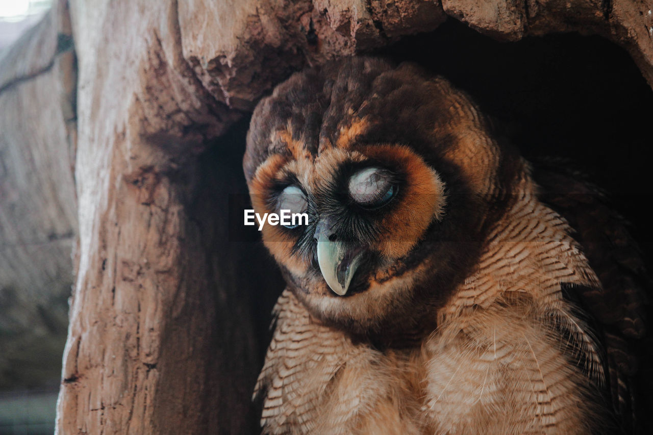 Close-up of owl in tree hollow