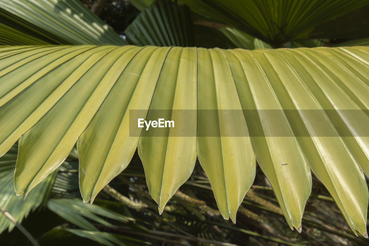 CLOSE-UP OF FRESH GREEN LEAVES WITH PALM TREE