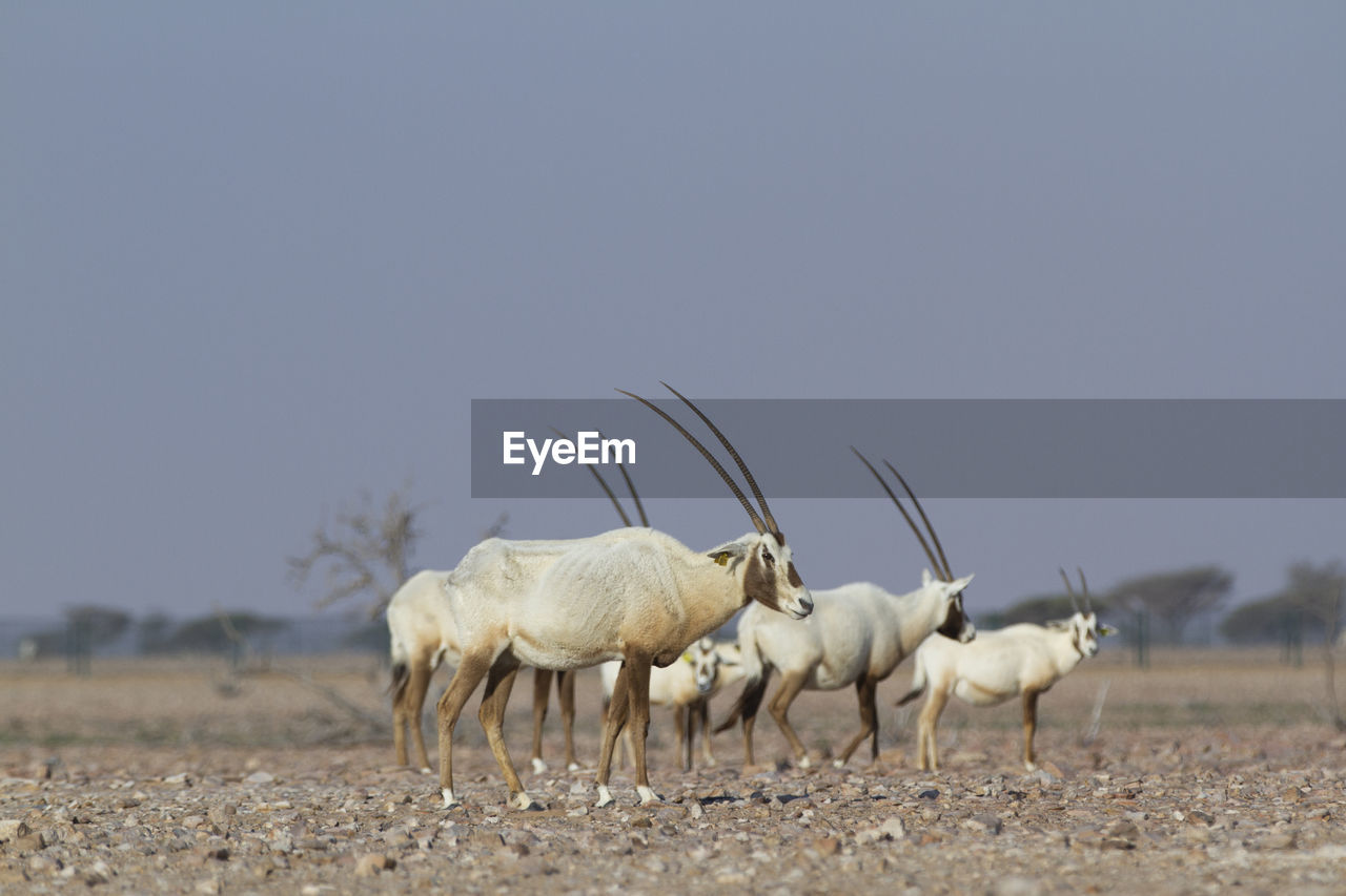 Wildlife sanctuary in oman, contains many wild animals such as oryx, deer, and ostrich