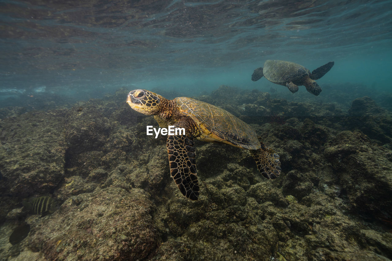 Turtles swimming in sea