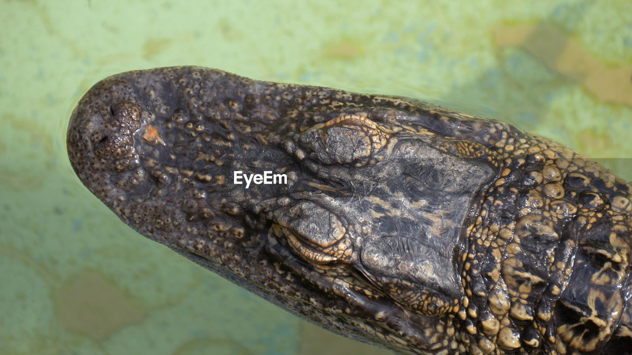 Crocodile head, top view. alligator close up portrait. alligator floats just above the water. 