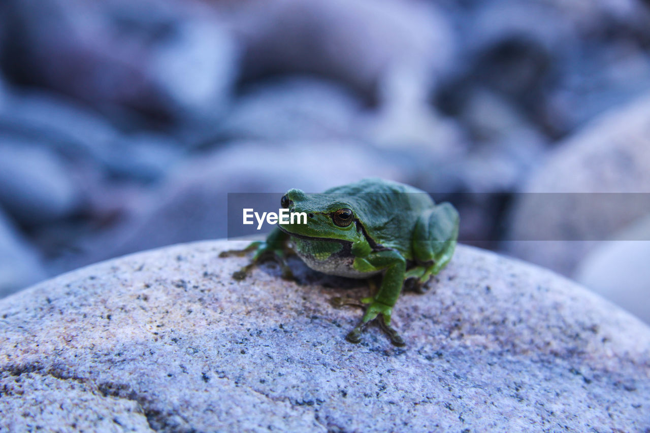 Close-up of frog on rock