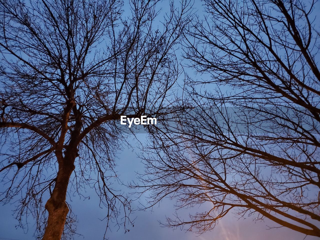 Low angle view of bare tree against sky