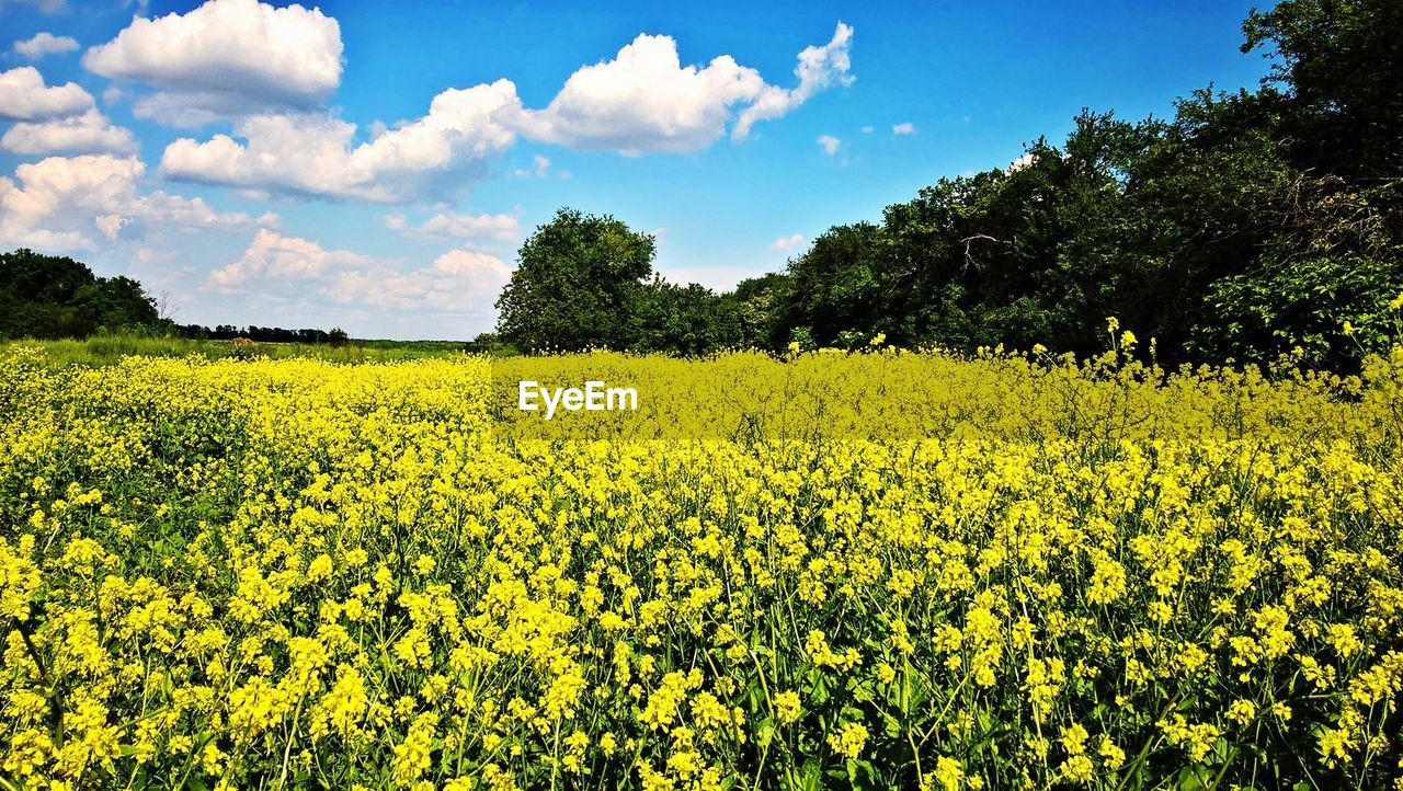 Scenic view of oilseed rape field against sky