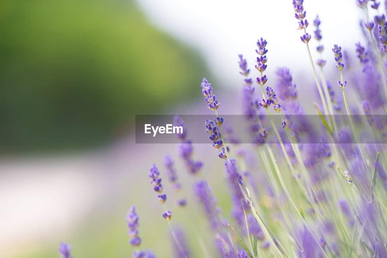 Close-up of purple flowering plants on field