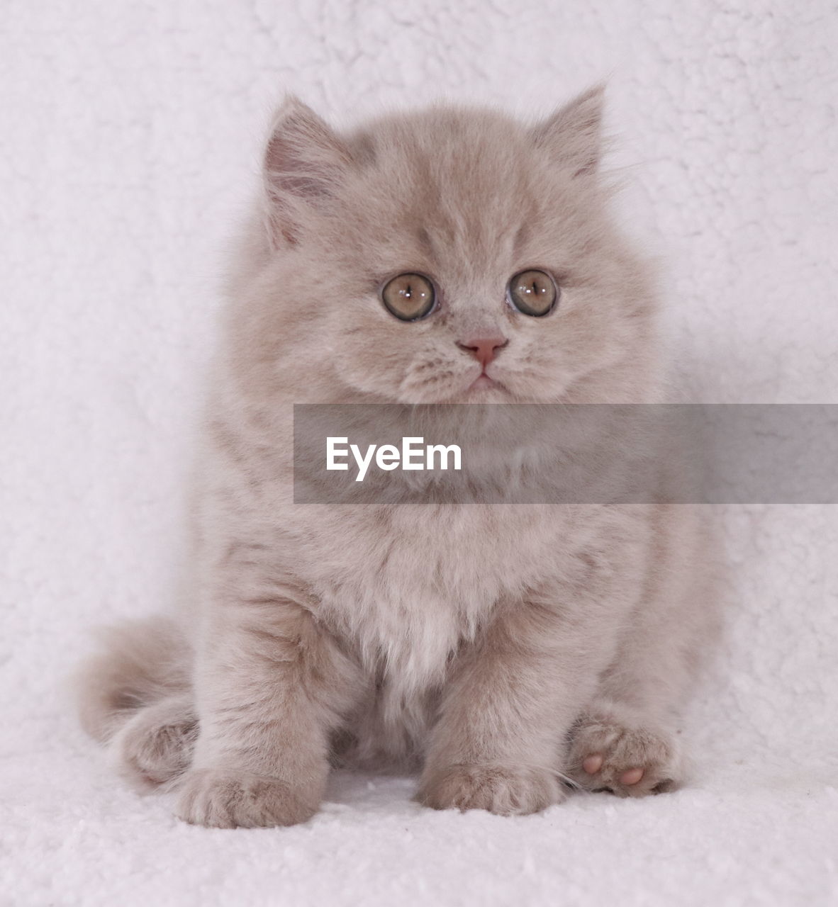 CLOSE-UP OF A CAT SITTING ON A WALL