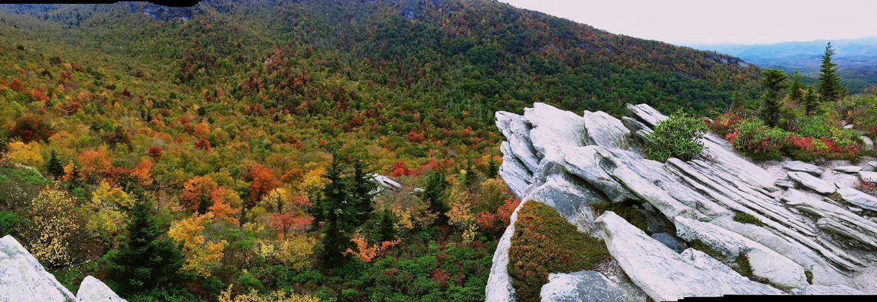 Trees growing on mountain