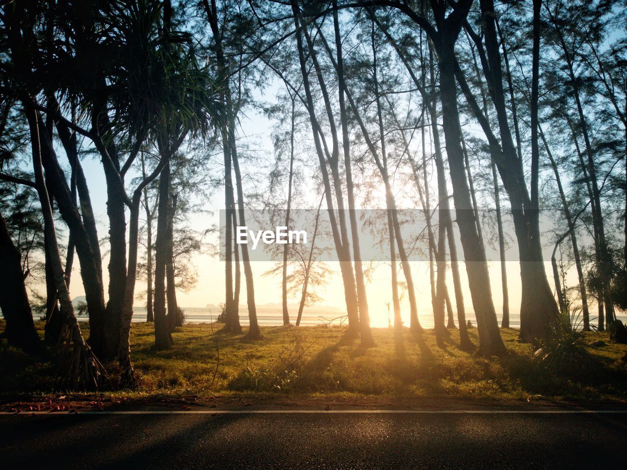 TREES BY ROAD IN FOREST