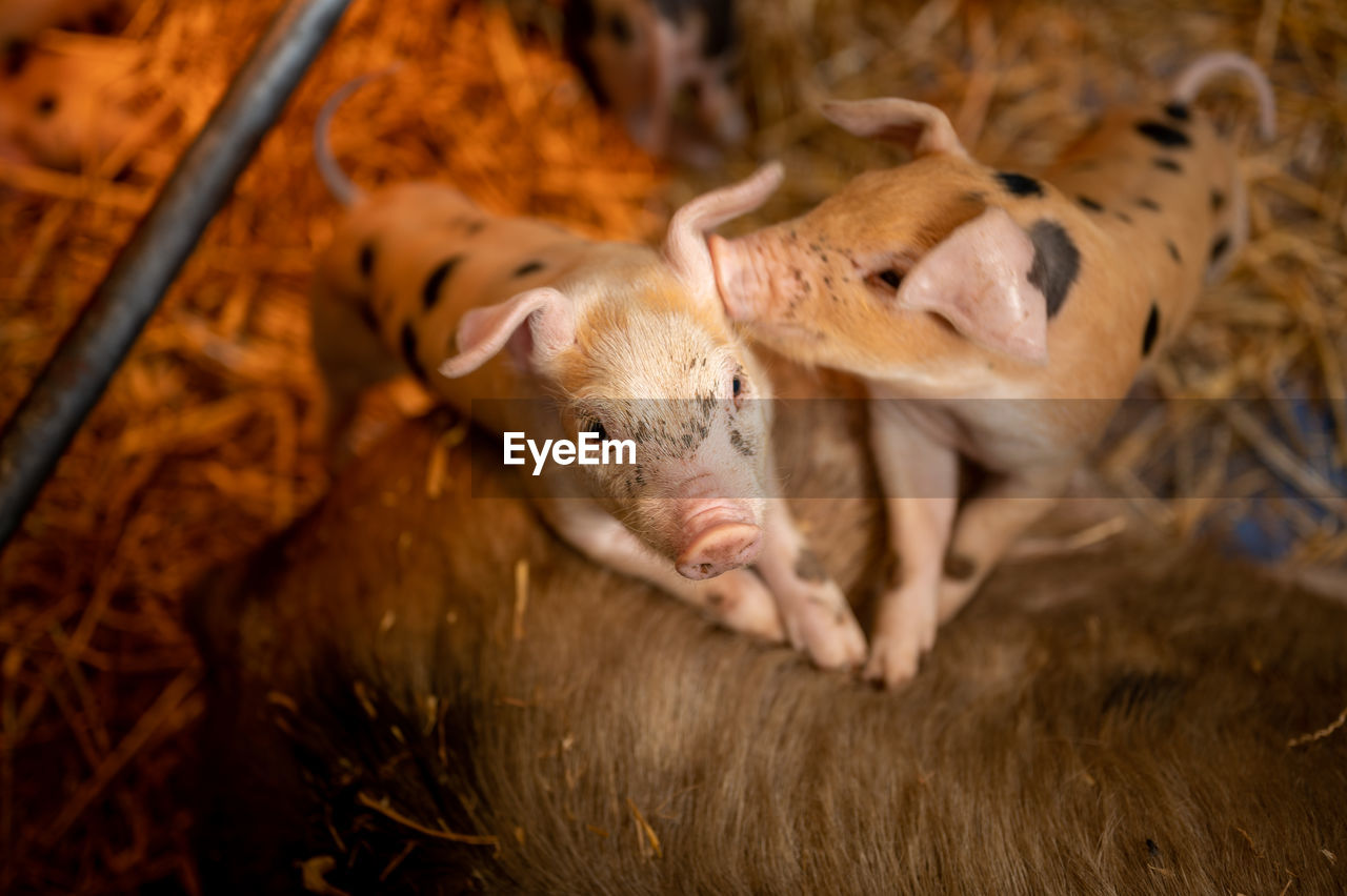 Piglets with mother in a barn