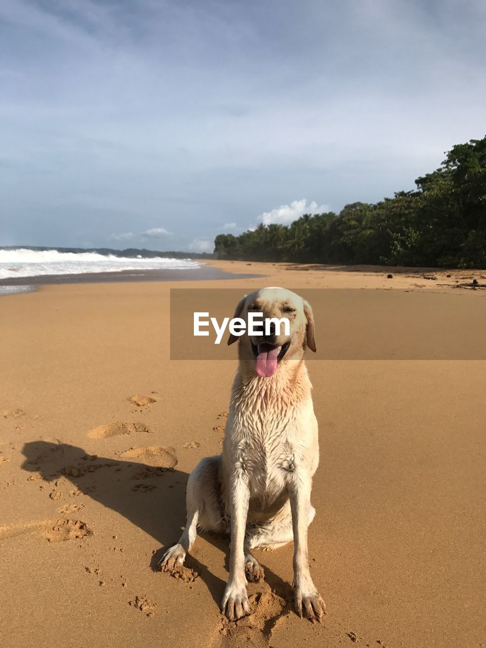 Full length of dog at beach