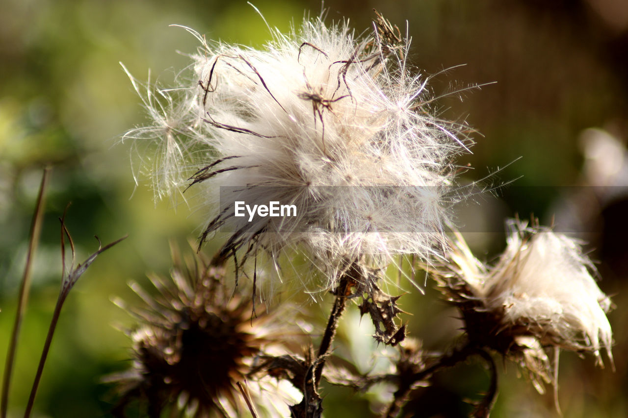 Close-up of wilted dandelion