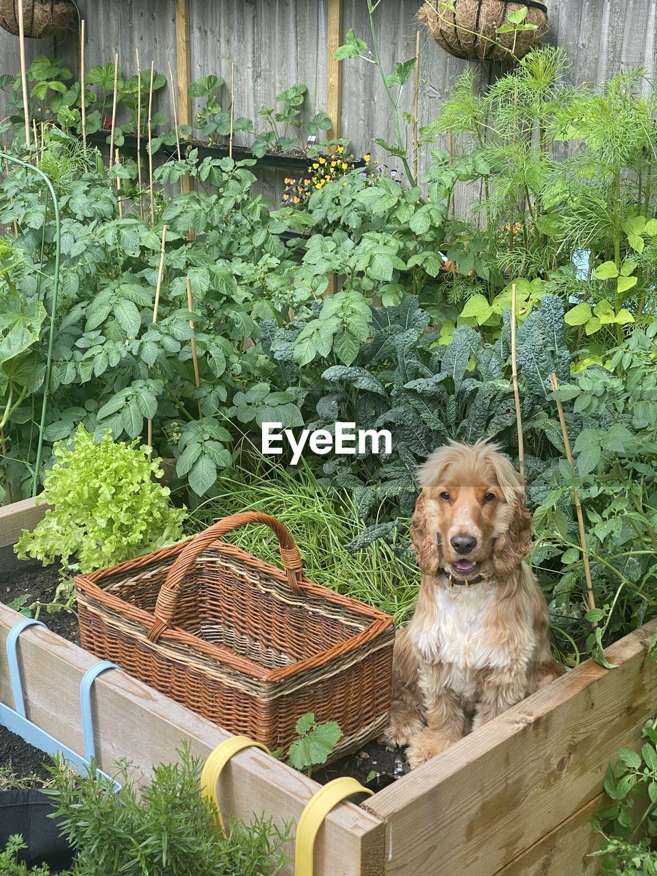 Smiling cocker spaniel dog helping to harvest the vegetable beds