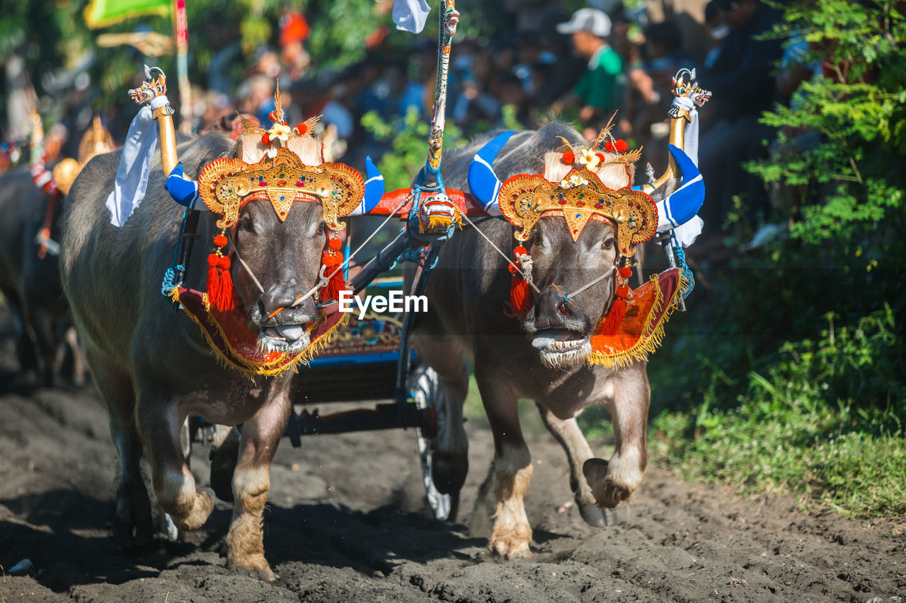 Mekepung, traditional bull race in bali, indonesia.