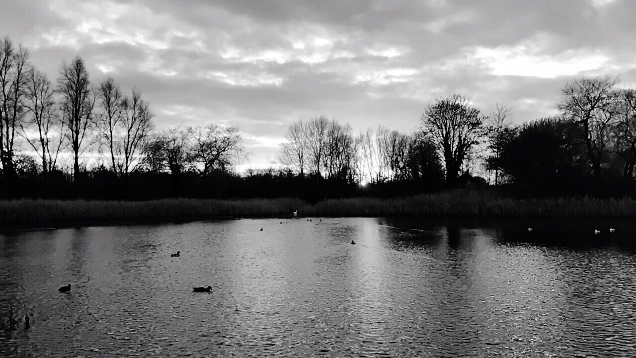 SWAN SWIMMING ON LAKE AGAINST SKY