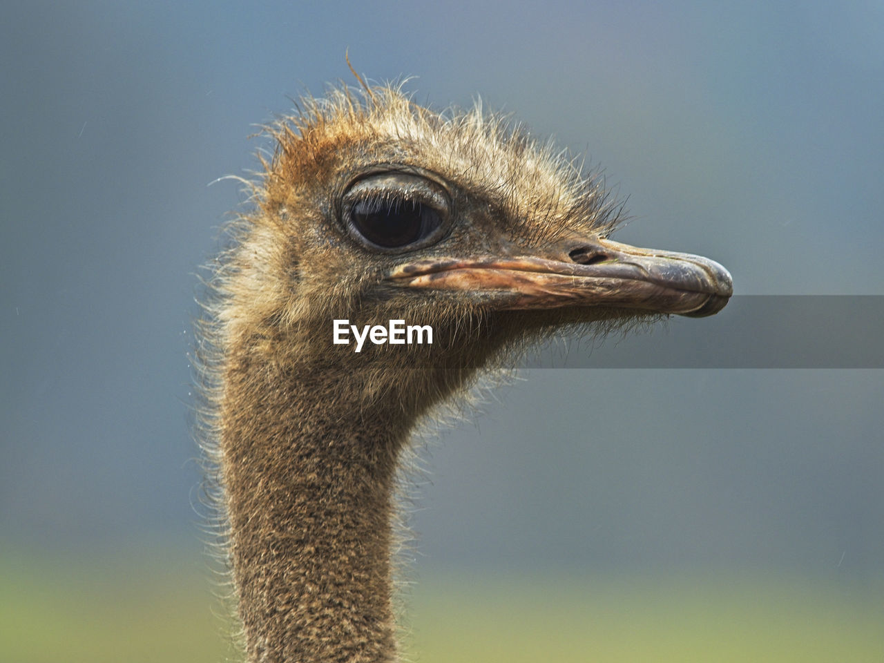 CLOSE-UP OF A BIRD AGAINST SKY