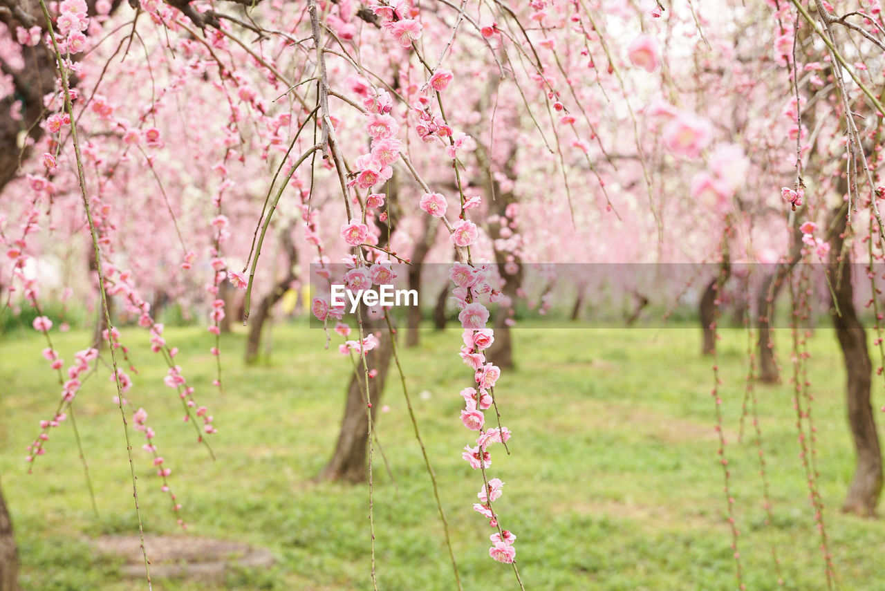 PINK CHERRY BLOSSOM IN PARK