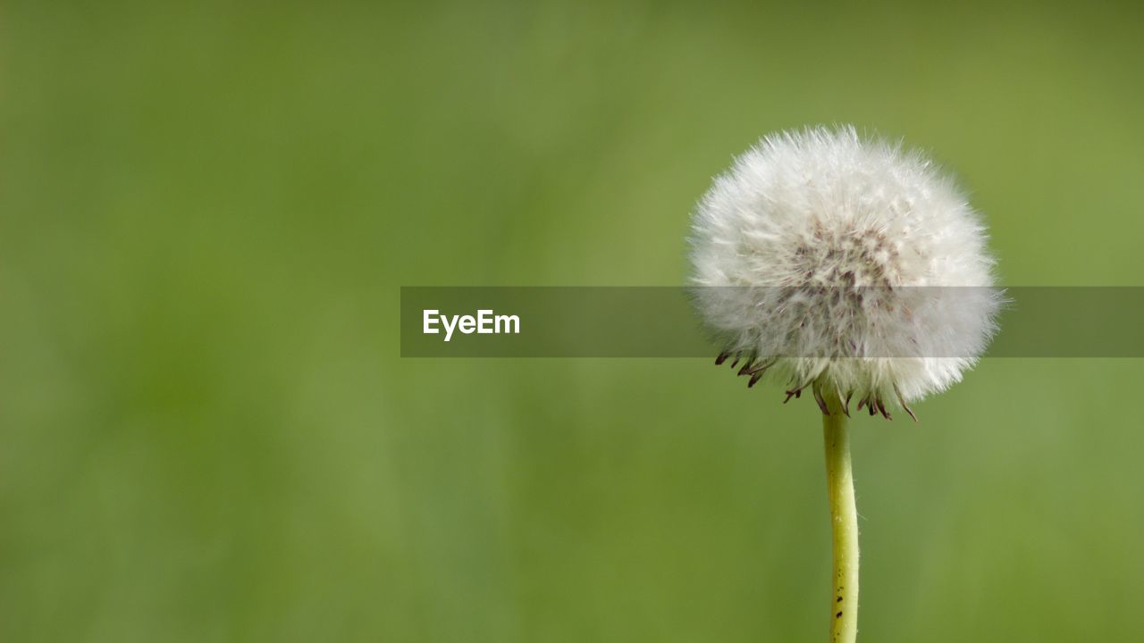 CLOSE-UP OF DANDELION AGAINST GREEN PLANT