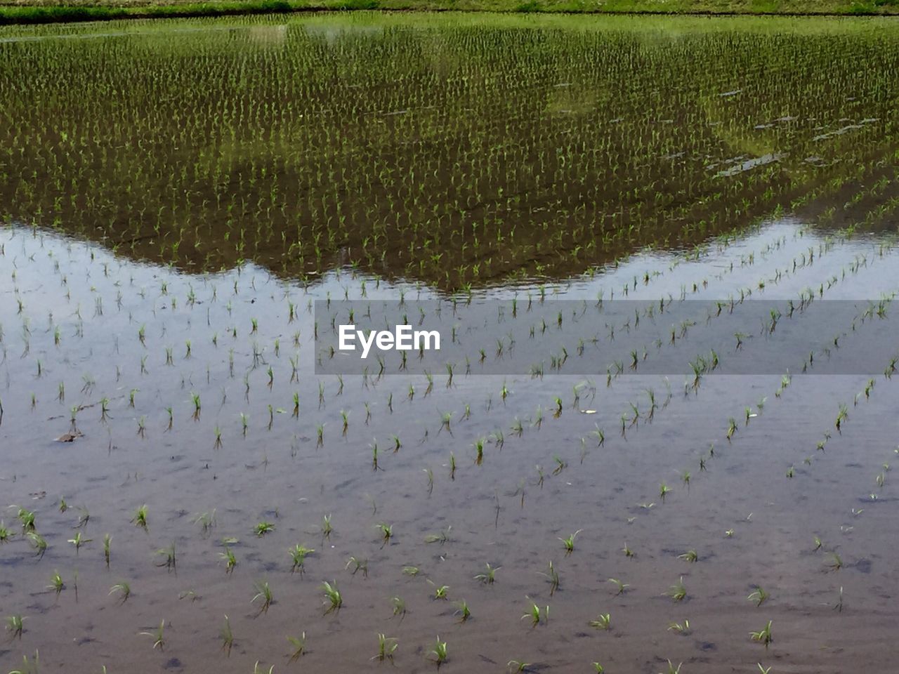 High angle view of rice field