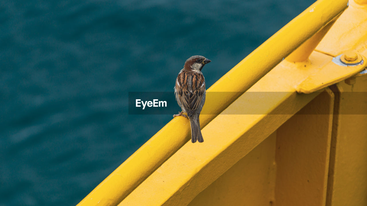 Bird perching on metal railing