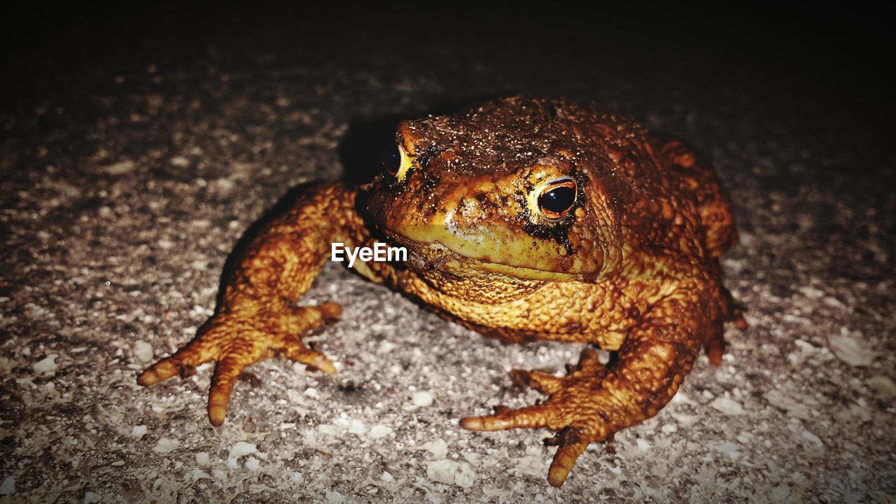 Close-up of toad on field at night