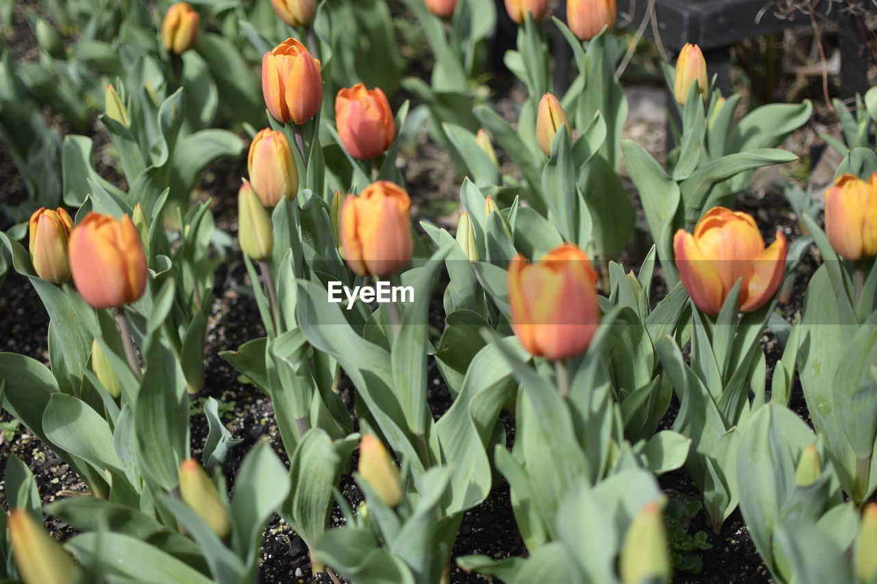 Close-up of orange flowers on field