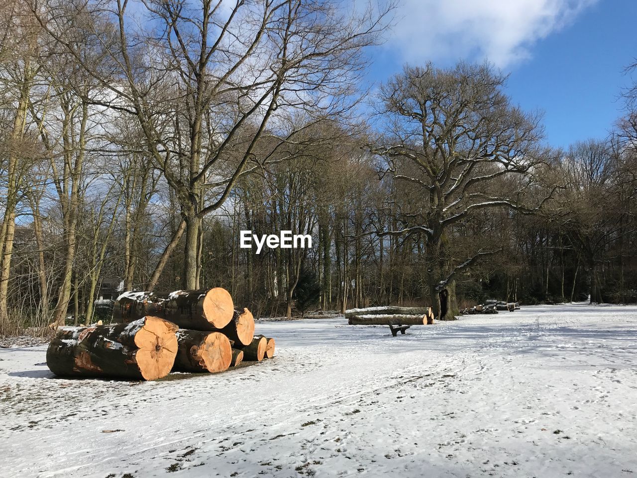 Stack of bare trees on snow covered landscape