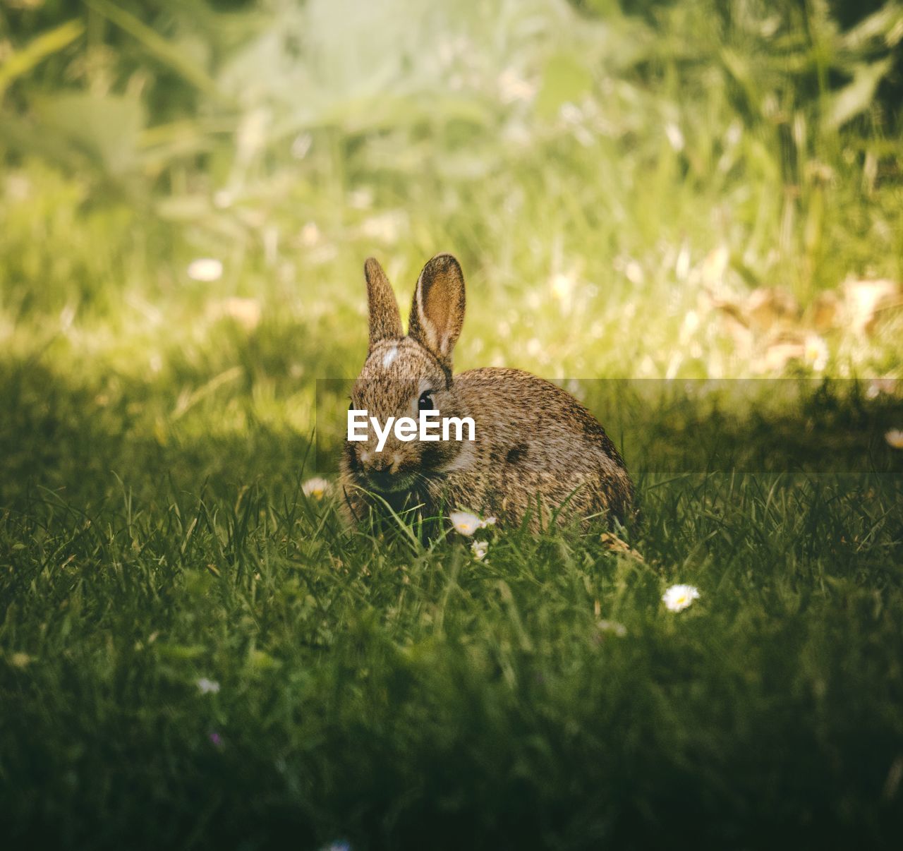 animal, animal themes, animal wildlife, one animal, mammal, grass, nature, pet, rabbit, rabbits and hares, wildlife, plant, domestic rabbit, hare, no people, selective focus, land, field, green, close-up, animal body part, day, outdoors, portrait, rodent, eating