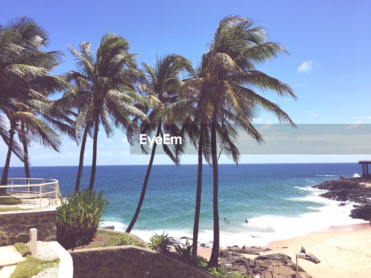 Scenic view of palm trees on beach