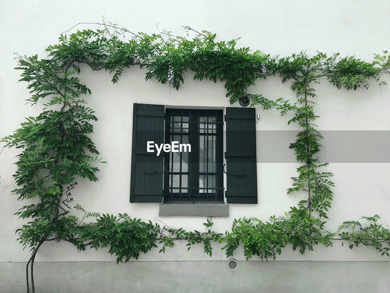 POTTED PLANT ON BUILDING