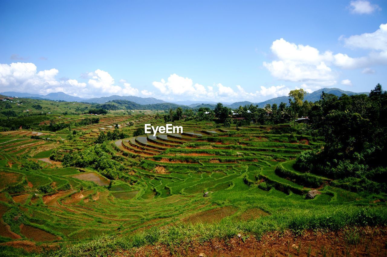 Scenic view of agricultural field against sky