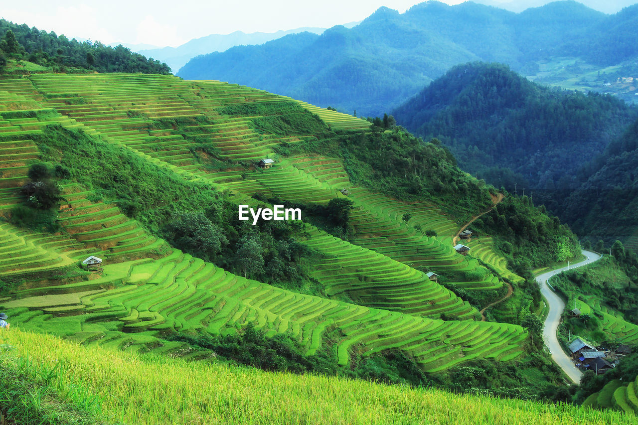 Rice fields on terraced in rainny season at sapa, lao cai, vietnam. 