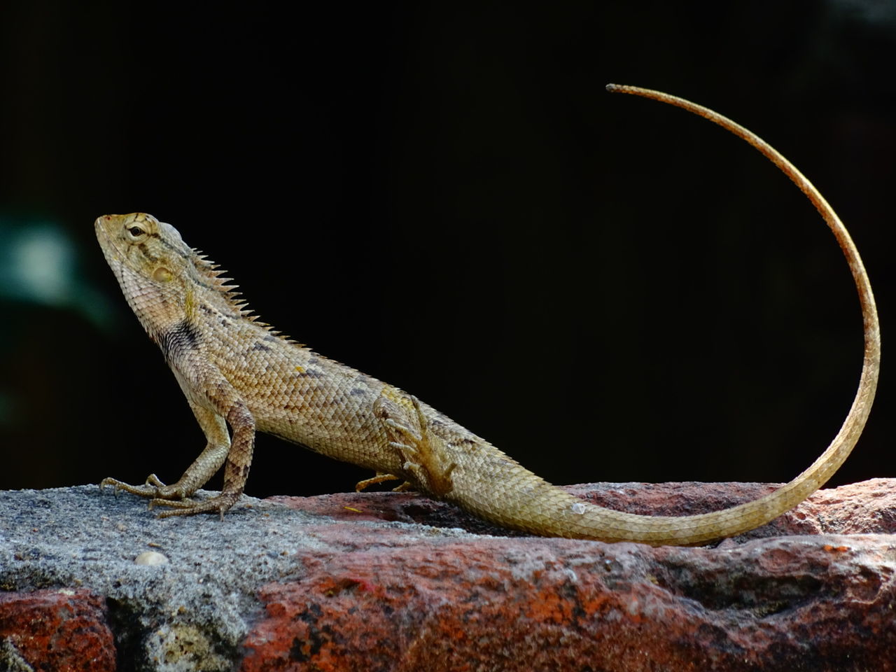 Side view of lizard on retaining wall