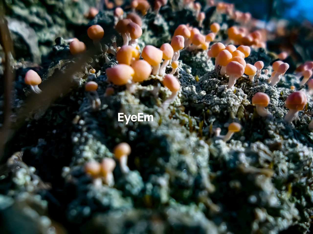 CLOSE-UP OF CORAL AND SEA