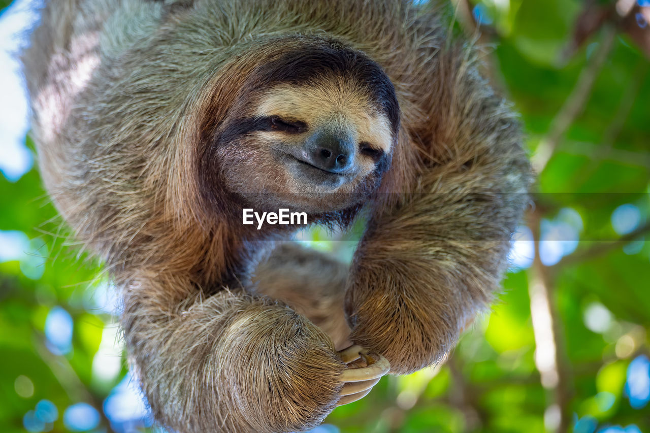 Friendly sloth hanging from a tree