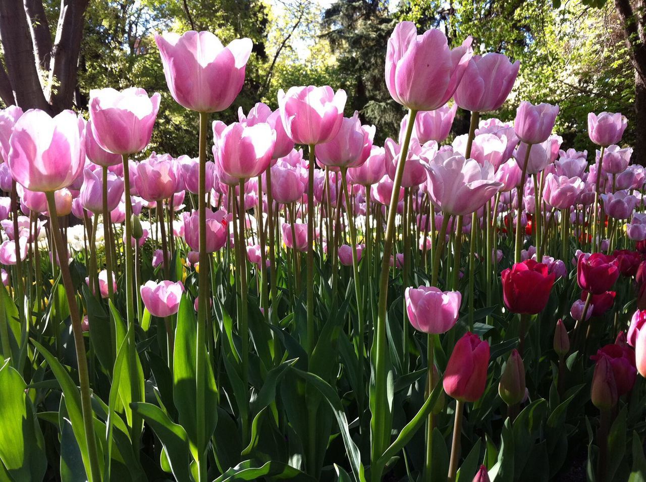 CLOSE-UP OF PINK CROCUS PLANT