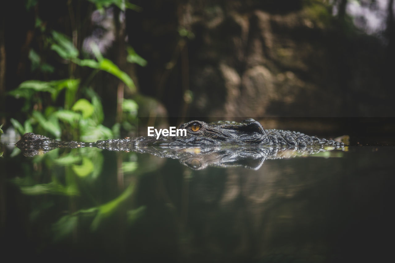 Alligator swimming in lake