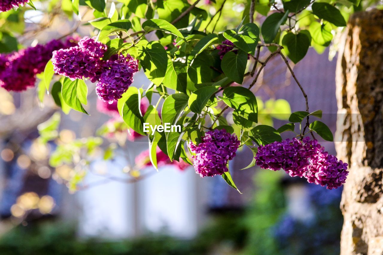 Close-up of purple flowering plant