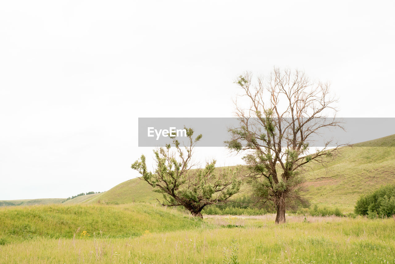 TREE ON FIELD AGAINST SKY