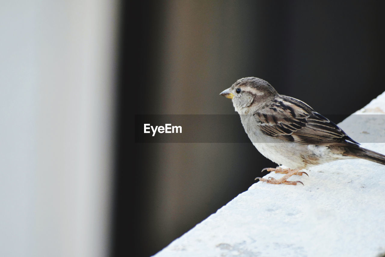 CLOSE-UP OF BIRD PERCHING ON A WALL