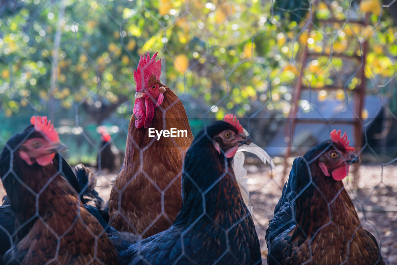 CLOSE-UP OF ROOSTER IN VINEYARD