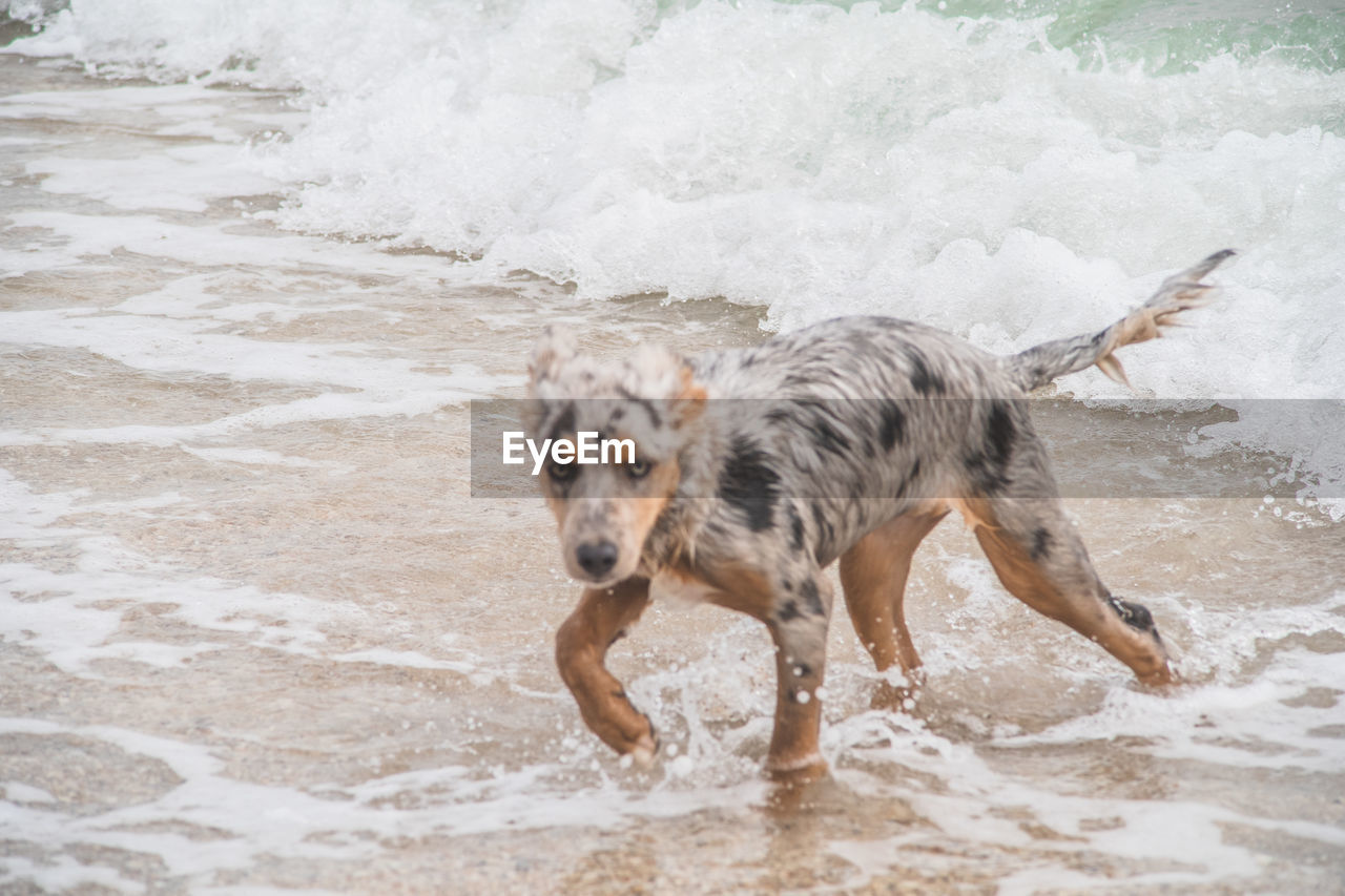 DOG STANDING ON WET BEACH