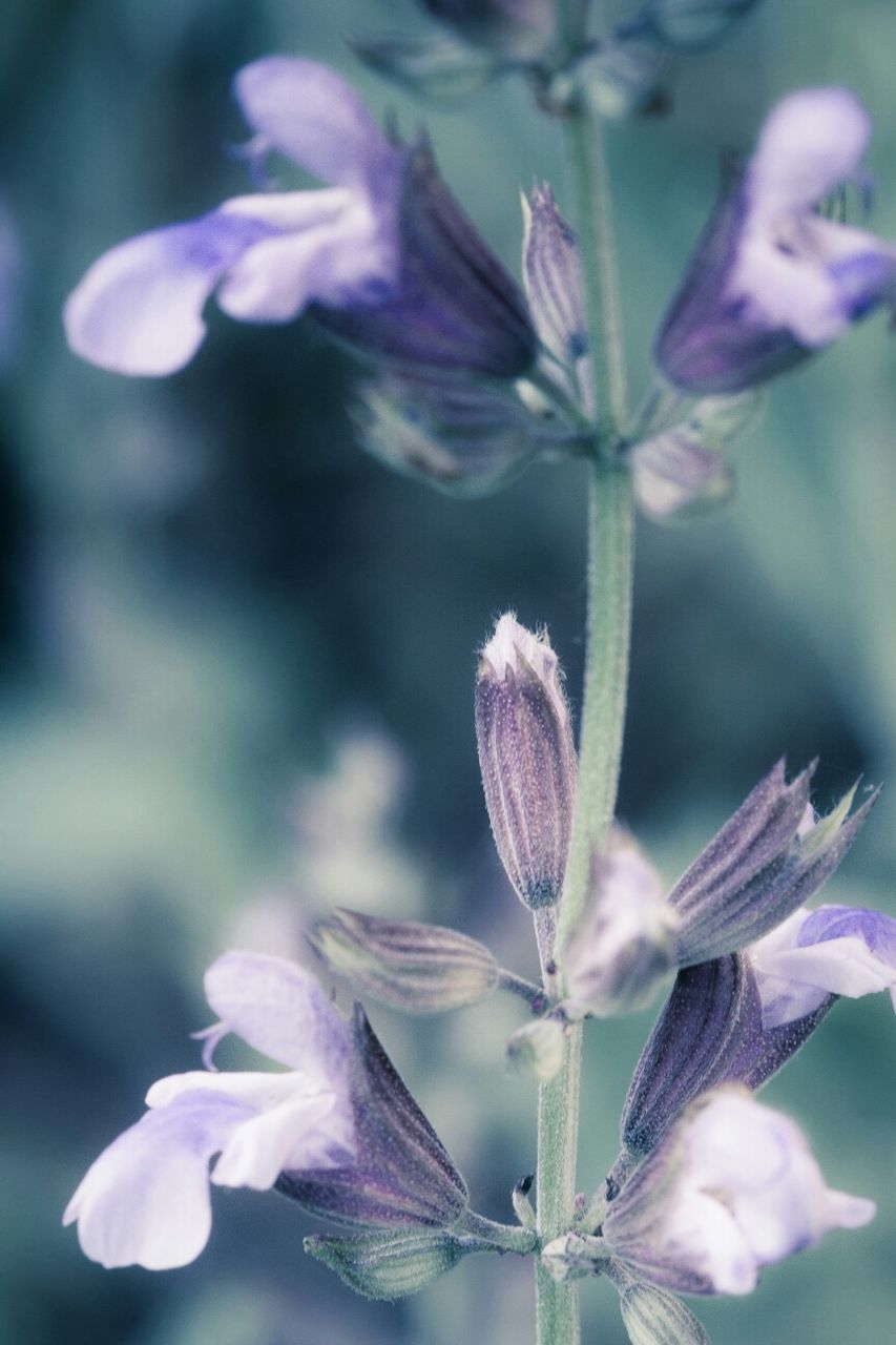 Close-up of flowers against blurred background