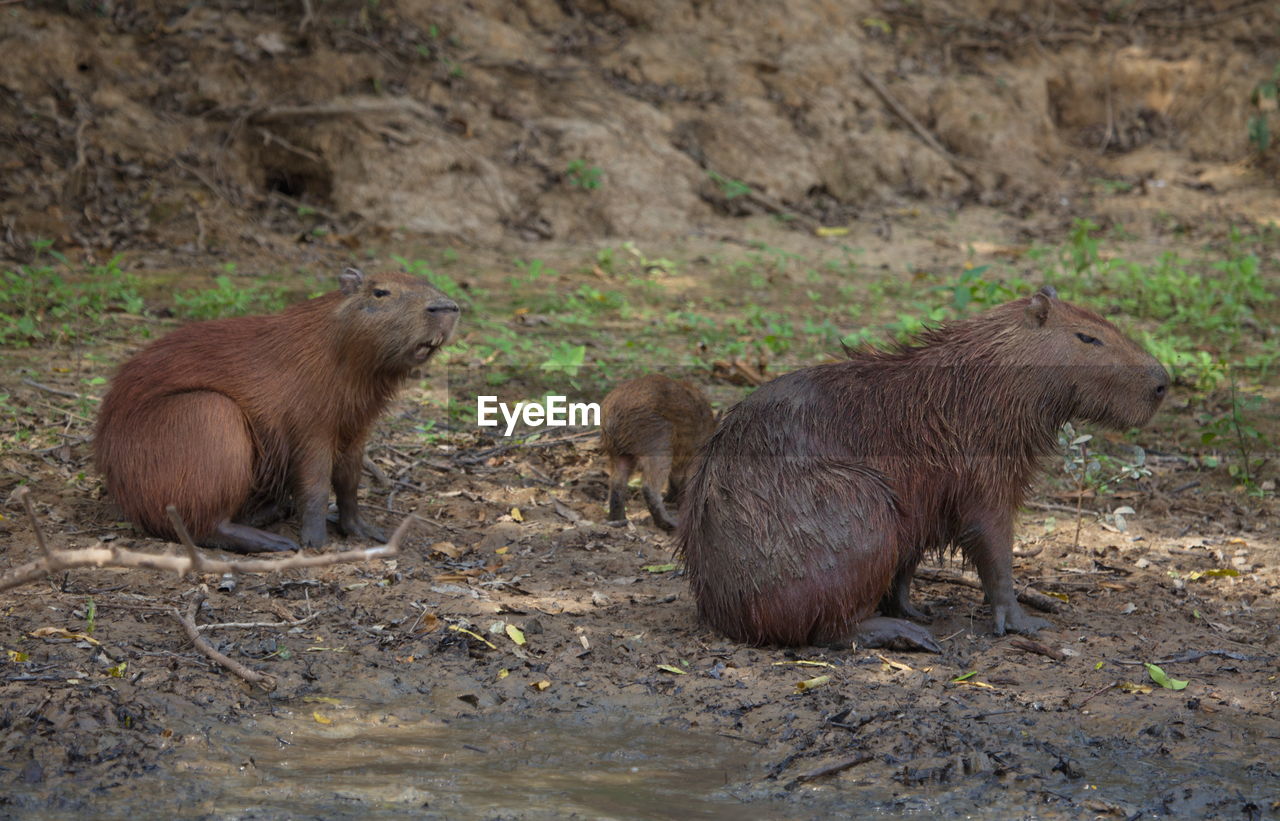 Family of capybara hydrochoerus hydrochaeris with laughing face pampas del yacuma, bolivia.