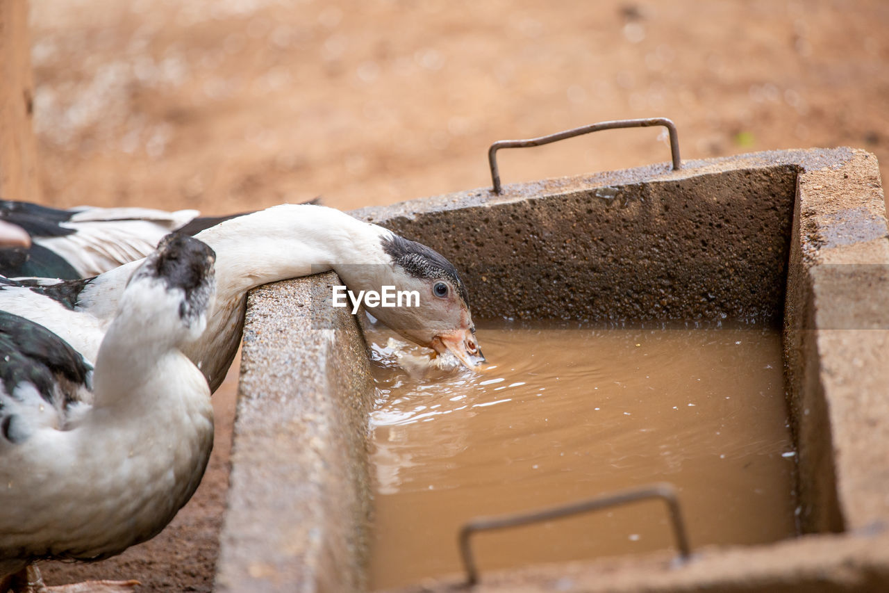 High angle view of bird drinking water