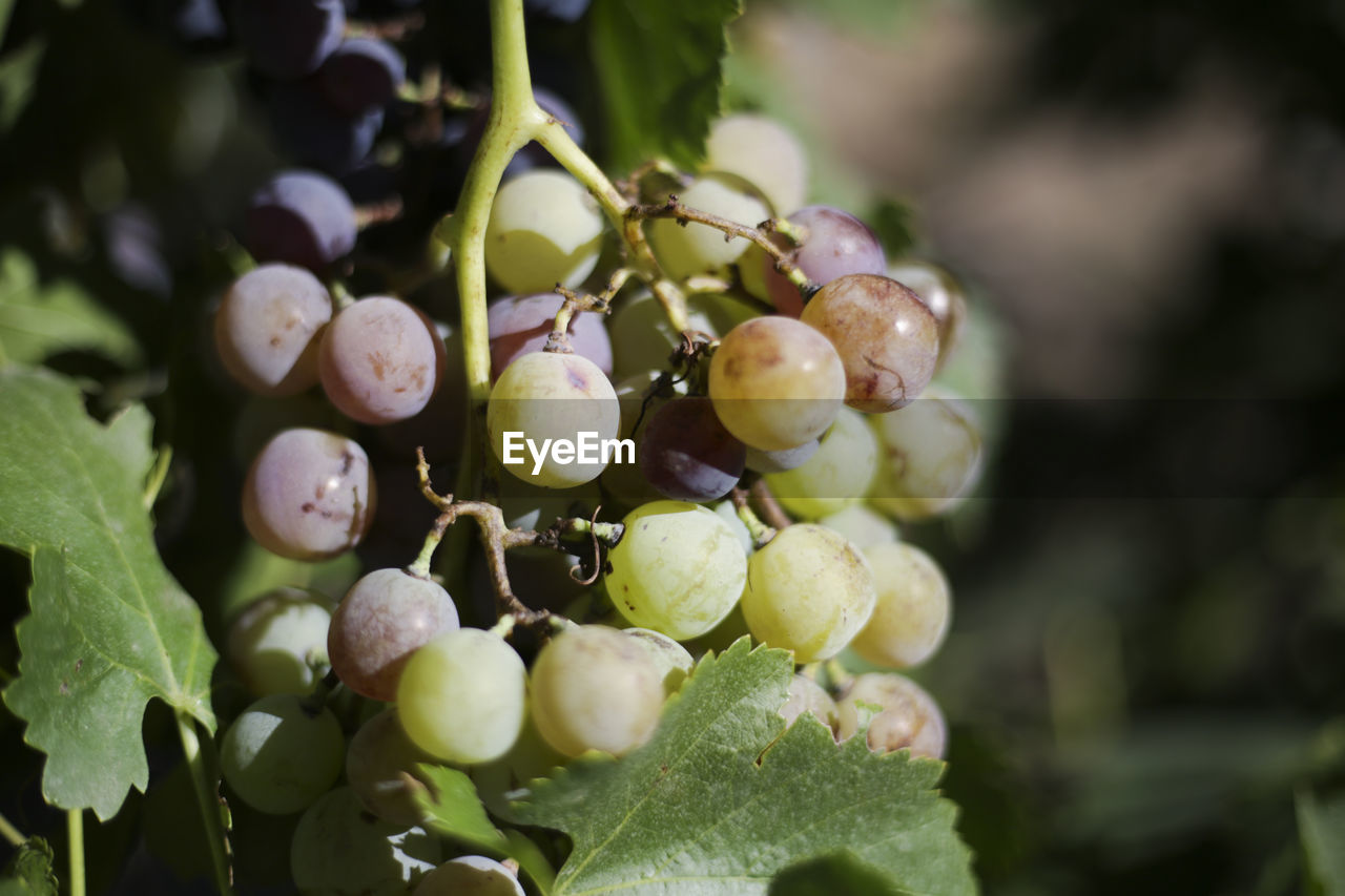 Wine grapes from mendoza, argentina