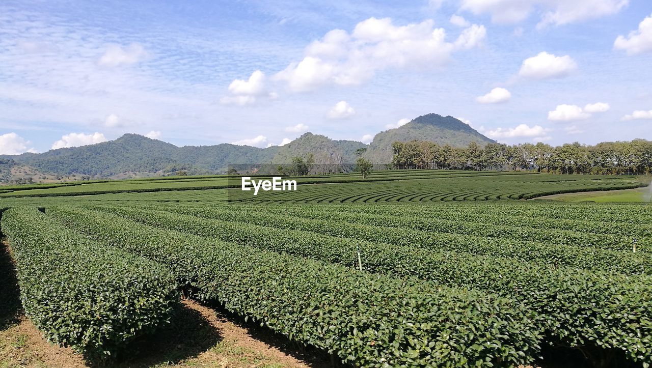 PANORAMIC VIEW OF VINEYARD AGAINST SKY