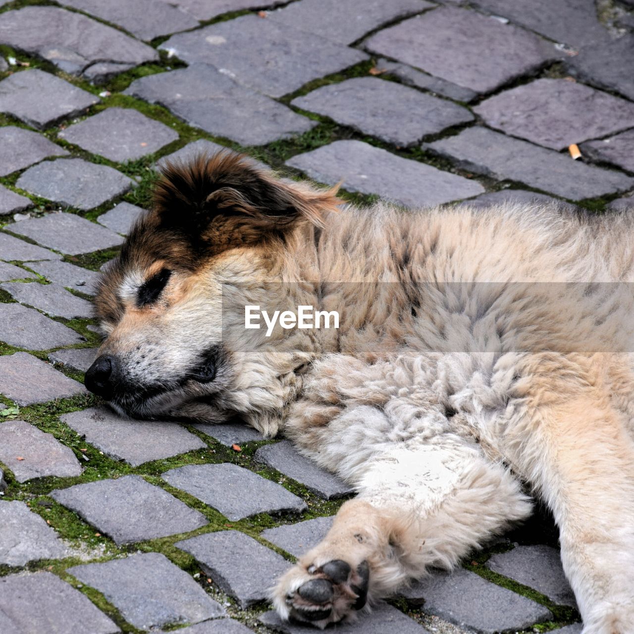 CLOSE-UP OF DOG LYING ON COBBLESTONE