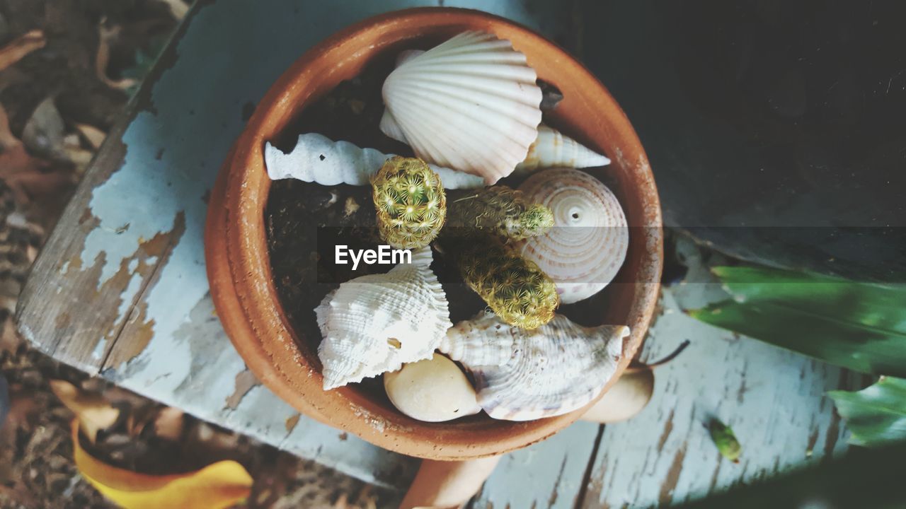 High angle view of potted plant with seashells on table