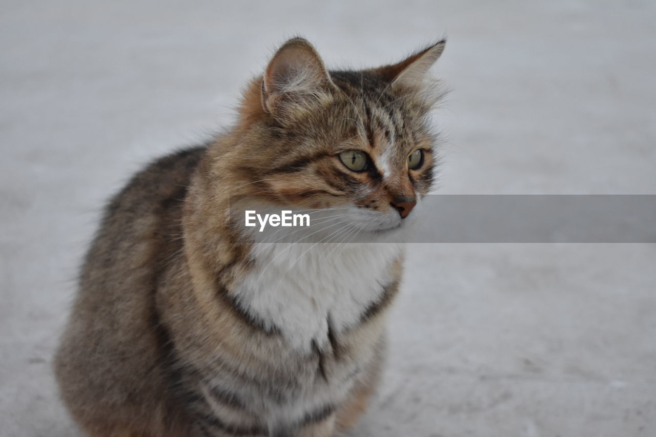 Close-up of cat looking away