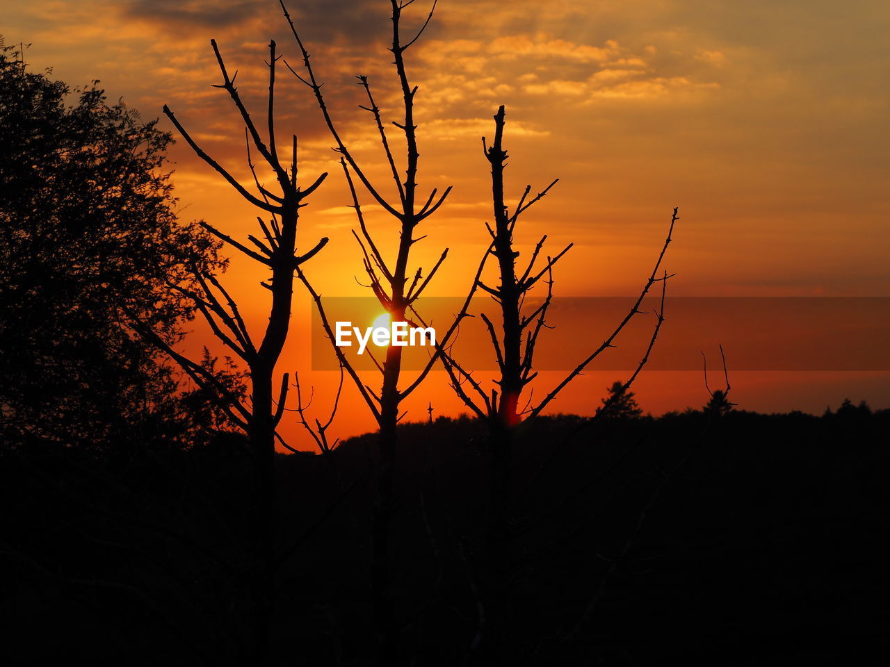 Silhouette of plants at sunset